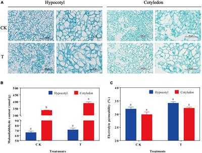 UV-B radiation enhances isoflavone accumulation and antioxidant capacity of soybean calluses